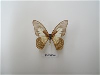 藏品(鳳蝶科-非洲(一))的圖片